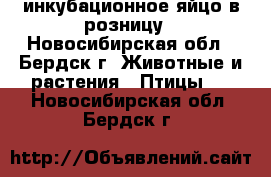 инкубационное яйцо в розницу - Новосибирская обл., Бердск г. Животные и растения » Птицы   . Новосибирская обл.,Бердск г.